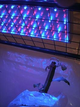 A LED Grow Lamp in use in the Wrong Shop lab. Great for propagation lamps.